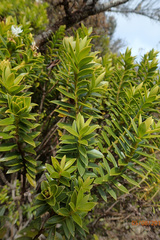 Veronica subfulvida