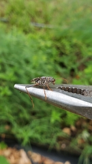 Neoclytus scutellaris