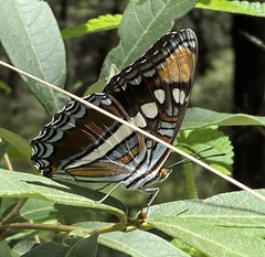 Adelpha eulalia