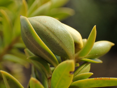 Veronica subfulvida