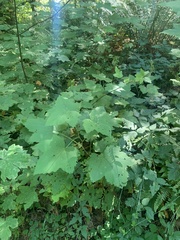 Actaea elata