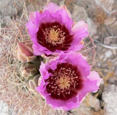 Echinomastus johnsonii