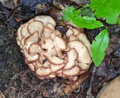 Lentinellus cochleatus