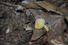 Retiboletus ornatipes