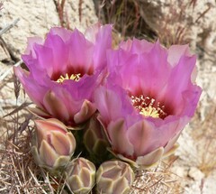 Echinomastus johnsonii