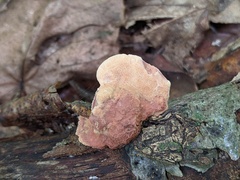 Hapalopilus rutilans