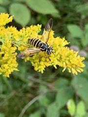 Spilomyia longicornis