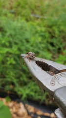 Neoclytus scutellaris