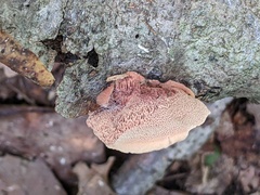 Hapalopilus rutilans