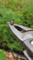 Neoclytus scutellaris