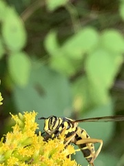 Spilomyia longicornis