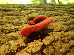 Crepidotus cinnabarinus