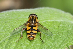 Helophilus fasciatus