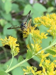 Spilomyia longicornis