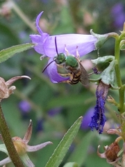 Agapostemon
