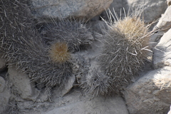 Trichocereeae