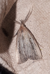 Macrochilo orciferalis