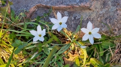 Ipheion uniflorum