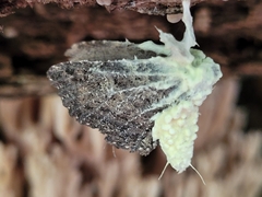 Akanthomyces tuberculatus