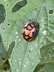 Epilachna mexicana