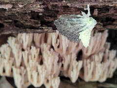 Akanthomyces tuberculatus