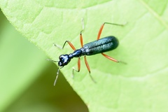 Neocollyris
