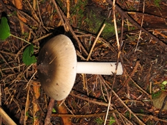 Amanita pachycolea