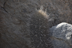 Trichocereeae
