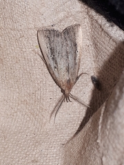 Macrochilo orciferalis