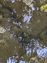 Hypentelium nigricans