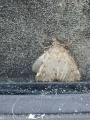 Aglossa pinguinalis