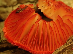 Crepidotus cinnabarinus