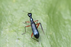 Neocollyris