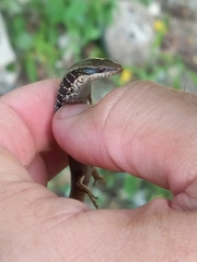 Diploglossidae
