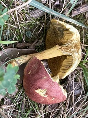 Hortiboletus campestris