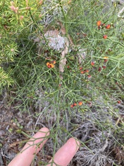 Daviesia divaricata