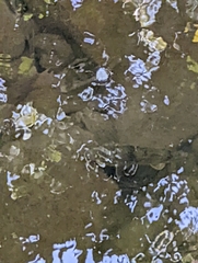 Hypentelium nigricans