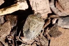Hymenarcys nervosa