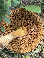 Hortiboletus campestris