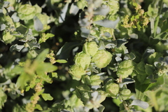Atriplex vesicaria