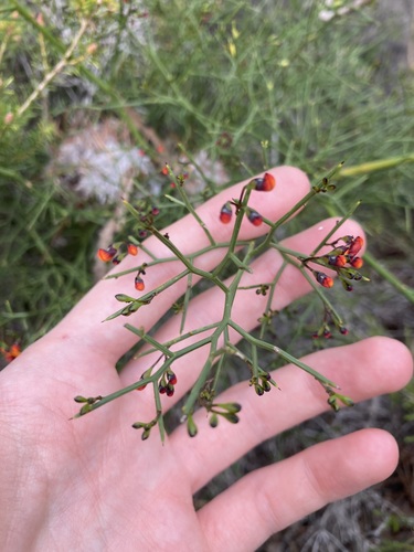 Image of Daviesia divaricata by (c) Thomas Mesaglio, some rights reserved (CC BY)