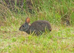 Sylvilagus palustris