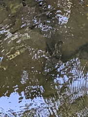 Hypentelium nigricans