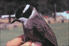 Melithreptus validirostris