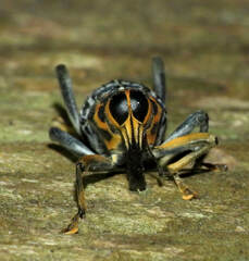 Zygops