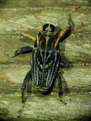 Zygops
