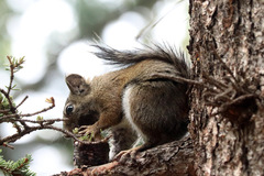Tamiasciurus fremonti