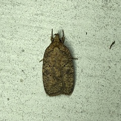 Agonopterix thelmae