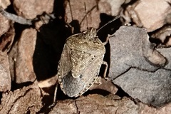Hymenarcys nervosa