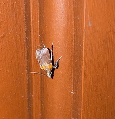 Galasa nigrinodis